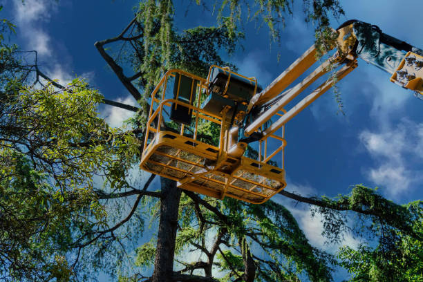 Professional Tree Service in Rocky Point, WA